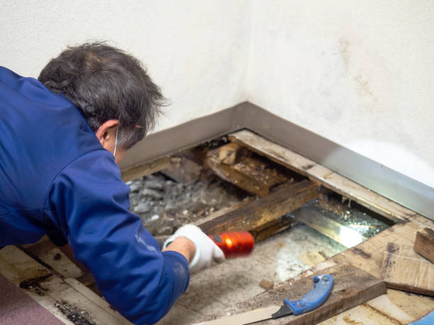 Best Industrial Mold Remediation  in Navasota, TX